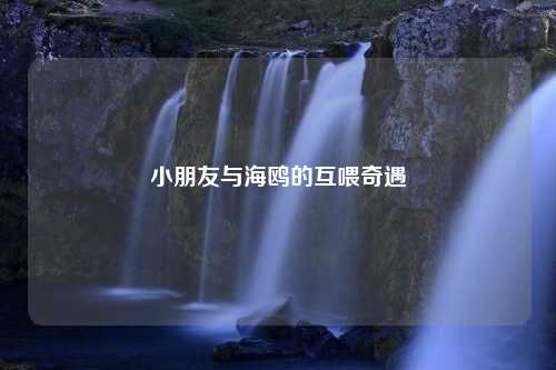 小朋友与海鸥的互喂奇遇