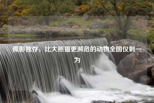 孤影独存，比大熊猫更濒危的动物全国仅剩一为