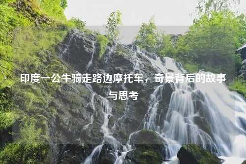 印度一公牛骑走路边摩托车，奇景背后的故事与思考